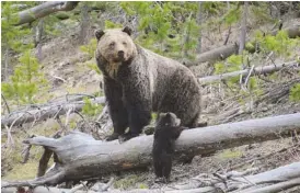  ?? FRANK VAN MANEN/THE UNITED STATES GEOLOGICAL SURVEY FILE PHOTO VIA THE ASSOCIATED PRESS ?? This 2019 photo provided by the United States Geological Survey shows a grizzly bear and a cub along the Gibbon River in Yellowston­e National Park, Wyo.