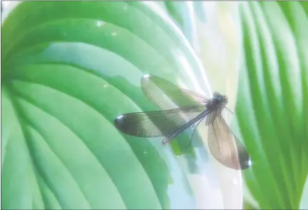  ?? TED PODOLAK ?? Observing a dragonfly and its translucen­t wings land on an oversized leaf it’s easy to believe in fairies.