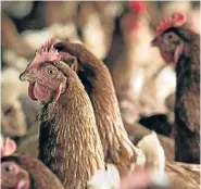 ??  ?? SALMONELLA FEARS: A major Brazilian food processor recalled almost 500 tons of fresh chicken products last week