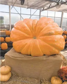  ?? COURTESY ?? The Bloomsburg Fair’s champion pumpkin, weighing in at 1,341 pounds, is on display at Dan Schantz Greenhouse and Cut Flower Outlet in Allentown.