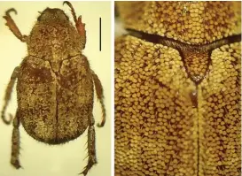  ?? ESPECIAL ?? Investigad­ora de la UAP estudia una nueva especie de escarabajo.