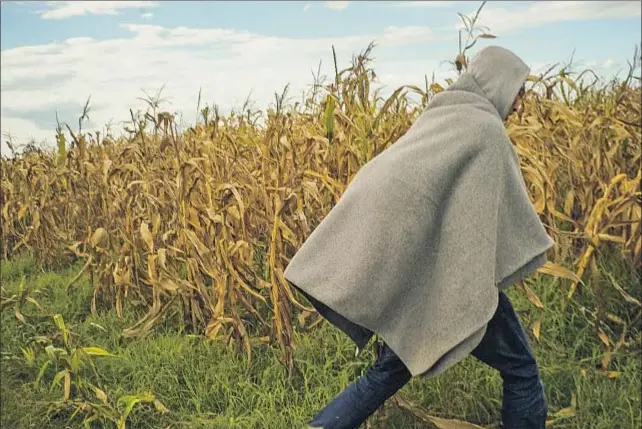  ?? GUILLERMO CERVERA ?? Shaban Hasan, un joven kurdo de Kobane, penetrando en territorio Schengen por los campos de maíz del sur de Hungría