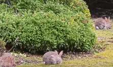  ?? ?? Rabbits living on Aberdeen’s Garthdee Roundabout.