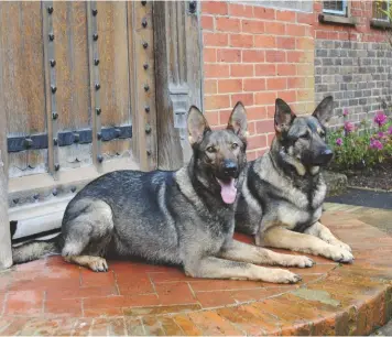  ??  ?? K9protecto­r dogs are well socialised, happy in any situation and fit in with any family