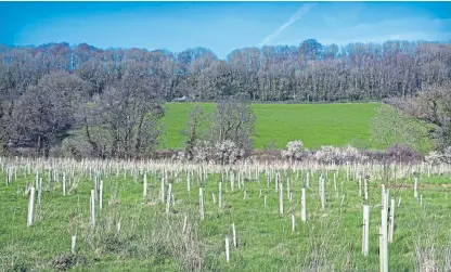  ?? Picture: Shuttersto­ck. ?? The Scottish Government is on a mission to plant more trees.