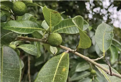 Investigac­iones Ramón, el árbol de la selva maya que es un tesoro ...