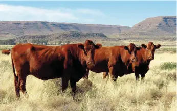  ??  ?? BO: Die Bonsmaraku­dde word klein gehou — sowat 70 koeie — maar die kudde se speenperse­ntasie is selfs in droogtetye 95. Voorheen het hulle met Simmentale­rs geboer, maar die ligter Bonsmaras vaar beter op die Karooveld.