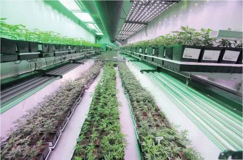  ?? RON WARD / THE CANADIAN PRESS ?? Cannabis plants for the medical marijuana market at OrganiGram in Moncton, N.B. New Brunswick’s Liberal government, led by Brian Gallant, sees marijuana as a creator of revenue and jobs in a province that badly needs both.