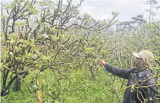  ?? ?? A farmer sprays pesticides on apple trees in Pasuruan, East Java.