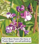  ??  ?? French Bean flowers like these of ‘Purple Queen’ are self-pollinatin­g