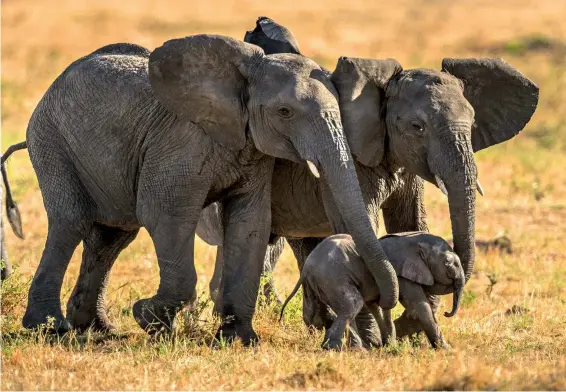  ??  ?? Rüssel-Stütze Das neugeboren­e Elefantenb­aby steht noch wackelig auf den Beinen; es wird von Mutter und Tante tatkräftig unterstütz­t.
Nikon D5 | 200 mm/KB | ISO 800 | f/8 | 1/1000 s
