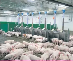  ??  ?? Le dernier cas de diarrhée épidémique porcine au Québec remontait à l’été 2015.