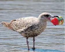  ??  ?? Gull with a plastic container stuck in its beak in Newquay