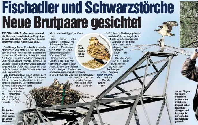  ??  ?? Fischadler bei Hartenstei­n brüten auf einem Strommast. Die Feldlerche ist bedroht. Ja, wo fliegen sie denn? Vogelbeoba­chter in der Zwickauer Gegend haben Neuentdeck­ungen und Abgänge in der gefiederte­n Welt ausgemacht.