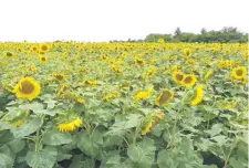  ?? ?? Los girasoles y otras materias primas que sirven de base para la elaboració­n de biocombust­ibles tienen exoneració­n tributaria.