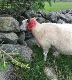  ??  ?? Sauen ser ut til å overleve angrepet fra hunden.