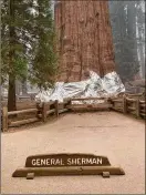  ?? SOUTHERN AREA BLUE INCIDENT MANAGEMENT TEAM VIA AP ?? The giant sequoia known as the General Sherman Tree has its base wrapped in a fire-resistant blanket to protect it from approachin­g wildfires at Sequoia National Forest in California.