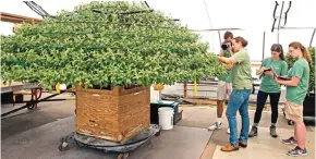  ??  ?? Amanda Galano, third from right, demonstrat­es how she encourages the growth of a Thousand Bloom Chrysanthe­mum to students Rebecca Ralston, right, Joy McCusker, and Max Gold at Longwood Gardens in Kennett Square. — AP photos