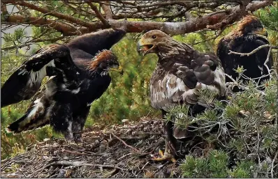  ??  ?? Worth the wait: A golden eagle arrives at its nest – a shot Mr Sutherland took 40 years to snap