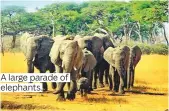  ??  ?? A large parade of elephants.