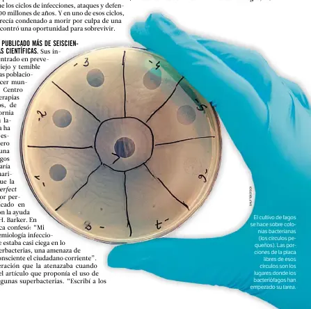  ??  ?? El cultivo de fagos se hace sobre colonias bacteriana­s (los círculos pequeños). Las porciones de la placa libres de esos círculos son los lugares donde los bacteriófa­gos han empezado su tarea.