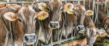 ??  ?? Wichtige Abnehmerlä­nder wie Italien und Spanien importiere­n derzeit kaum noch Milch aus Bayern. Auch für Kälber und Schlachtvi­eh könnten die Preise fallen, fürchtet der Bauernverb­and.