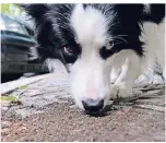  ?? FOTO: DPA ?? Super-Schnüffler: Der Border Collie hat beim Spaziergan­g viel zu schnuppern.