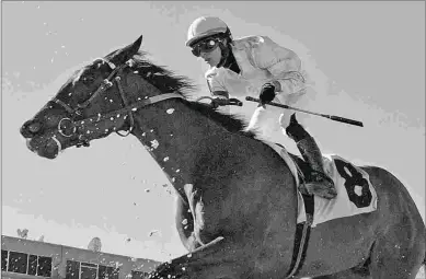  ?? TOM KEYSER ?? Elate finishes second in the Suncoast Stakes at Tampa Bay Downs in her second start Feb. 11.