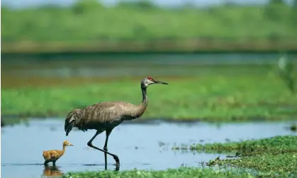  ?? ?? A sandhill crane parent wades with its young in the water in Myakka state park, Florida. Photograph: Klaus Nigge/Getty Images/National Geographic Creative
