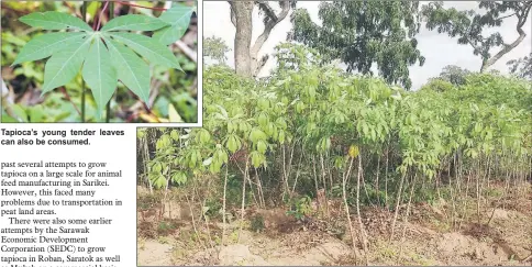  ??  ?? Tapioca’s young tender leaves can also be consumed. Tapioca grows very rapidly in any soil and even in extreme dry conditions.