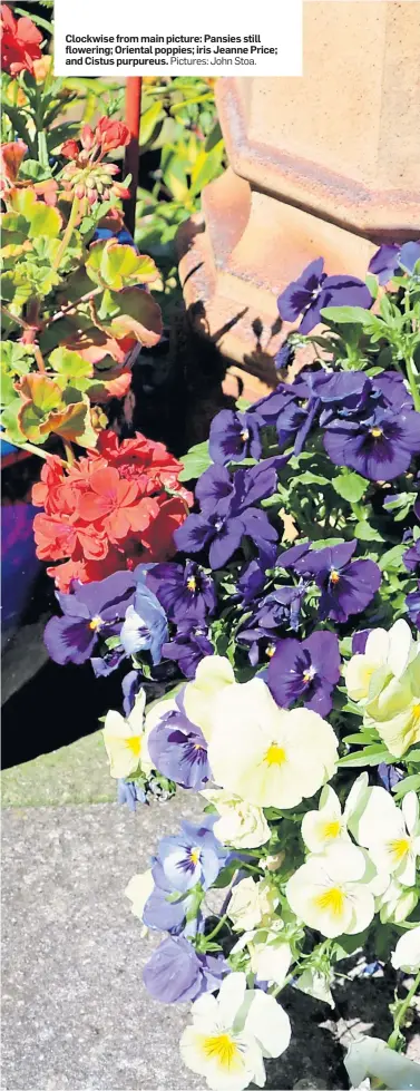  ?? Pictures: John Stoa. ?? Clockwise from main picture: Pansies still flowering; Oriental poppies; iris Jeanne Price; and Cistus purpureus.