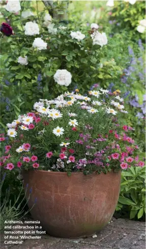  ??  ?? Anthemis, nemesia and calibracho­a in a terracotta pot in front of Rosa ‘Winchester Cathedral’