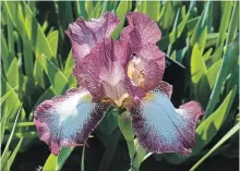  ??  ?? This tall bearded iris called Crinoline has a “refreshing personalit­y,” experts say.