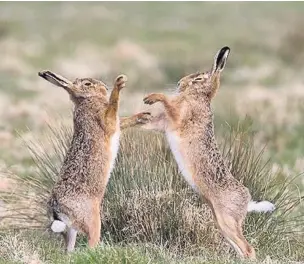  ??  ?? Brown hares PHOTO: RSPB