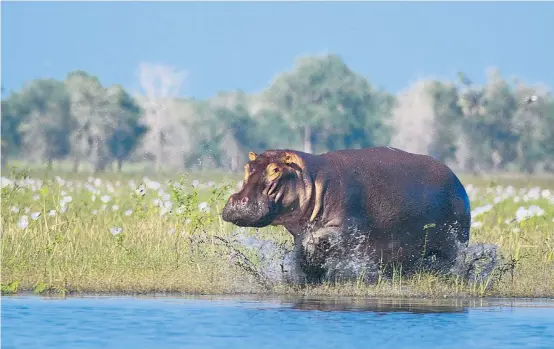  ??  ?? Ein Flusspferd im mosambikan­ischen Nationalpa­rk Gorongosa. Hier verschwand­en im Krieg mehr als 90 Prozent der großen Wildtiere.