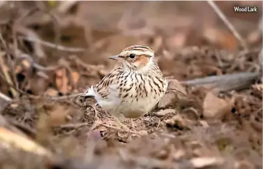  ??  ?? Wood Lark