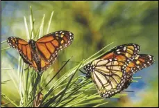  ?? ASSOCIATED PRESS FILES ?? Researcher­s announced, Tuesday, that the population of western monarch butterflie­s wintering along the California coast has rebounded for a second year in a row after a precipitou­s drop, in 2020.