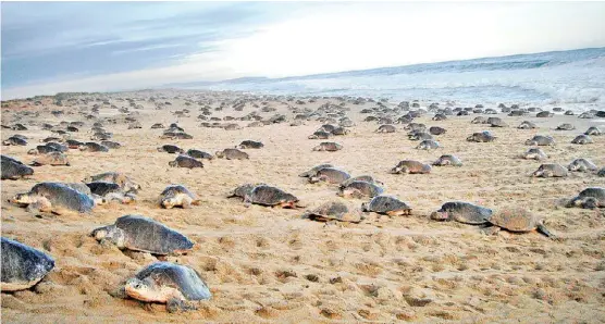  ?? ESPECIAL ?? Imagen cedida por la Conanp en las zonas de anidación de Oaxaca; en el país existen 186 campamento­s, 40 operados por la Comisión.