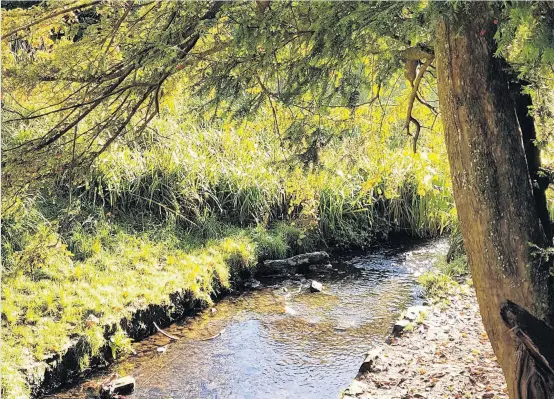  ??  ?? Peaceful scene Sandra H Brown took this striking photograph of a stream as she took a tranquil walk through Tollcross Park in Glasgow