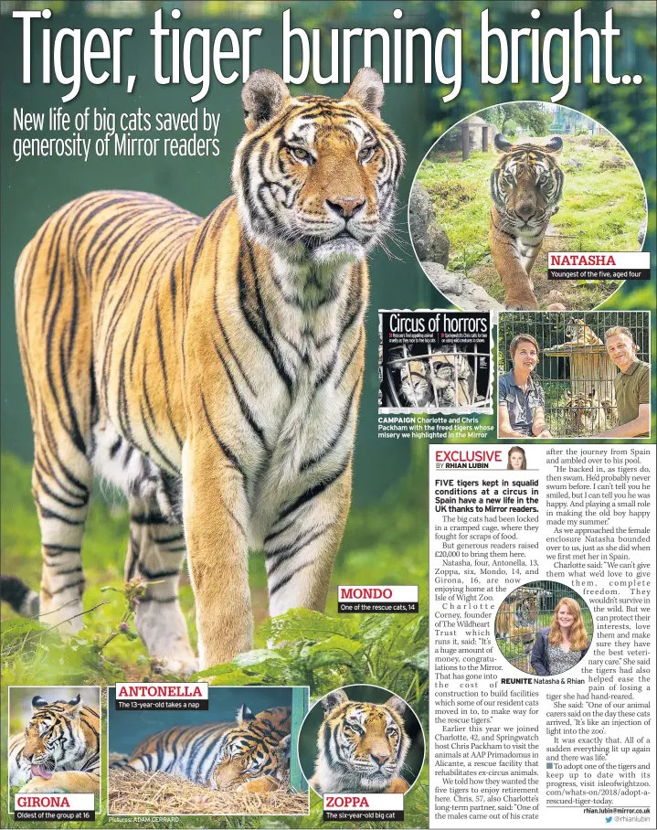  ?? Pictures: ADAM GERRARD ?? GIRONA Oldest of the group at 16 ANTONELLA The 13-year-old takes a nap CAMPAIGN Charlotte and Chris Packham with the freed tigers whose misery we highlighte­d in the Mirror MONDO One of the rescue cats, 14 ZOPPA The six-year-old big cat NATASHA Youngest of the five, aged four