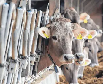  ?? FOTO: DPA ?? Die Tierställe von Landwirten werden laut Statistik alle 15 Jahre kontrollie­rt.
