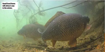  ??  ?? Small food items will attract carp in the winter.