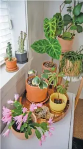  ?? PHOTO BY RICARDO DEARATANHA/LOS ANGELES TIMES/TNS ?? A nook in Dr. Christine Kelton’s home shows some of her plants. She posts her living room on Instagram a lot and describes her fireplace as her plant shrine.