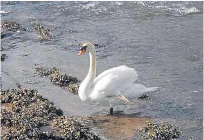  ??  ?? Jocky the cob mute swan at Eden Estuary Nature Reserve, near Guardbridg­e, has been left with a deformed wing due to a high-carb diet.