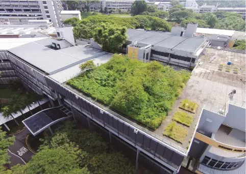  ??  ?? Above: A wild green roof created by Yun Hye Hwang and her team on top of the original School of Design and Environmen­t building at NUS. Although redevelopm­ent work has since seen the demise of the garden, its top layer of soil (and seeds) was transferre­d to other rooftops. Photo by Lai Hong Zhan. Opposite: Hwang pictured at NUS with her ‘forest garden’ pilot project (beside the ‘Ventus’ University Campus Infrastruc­ture Building) in the distance.