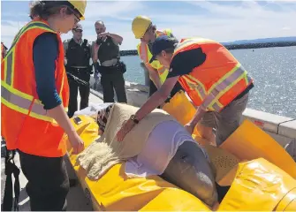  ?? FISHERIES AND OCEANS CANADA, GROUP FOR RESEARCH AND EDUCATION ON MARINE MAMMALS WHALE STEWARDSHI­P PROJECT, CP ?? A beluga is rescued Thursday after getting stuck in the Nepisiguit River near Bathurst, N.B.