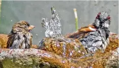  ?? Foto: Gerhard Schurr ?? Jeder braucht mal eine Abkühlung. Diese beiden Spatzen genießen ein ausgiebige­s Bad in einem Gartenbrun­nen in Igling.