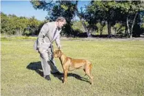  ??  ?? Rooney, a Rhodesian ridgeback, stands as she would for an AKC conformati­on event with her owner-handler Matt Coughlin at Lake Druid Park.