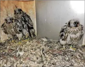  ?? SUBMITTED PHOTO — ART MCMORRIS ?? The three fledglings sit in their nest box, bands clearly visible on their legs, big sister in the far left corner alongside a brother.