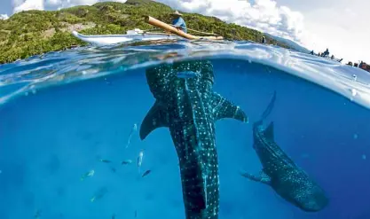  ??  ?? GENTLE GIANTS Migratory whale sharks, which can grow to 20 meters long but feed only on plankton and small fish, have been declared endangered by the Internatio­nal Union for Conservati­on of Nature.